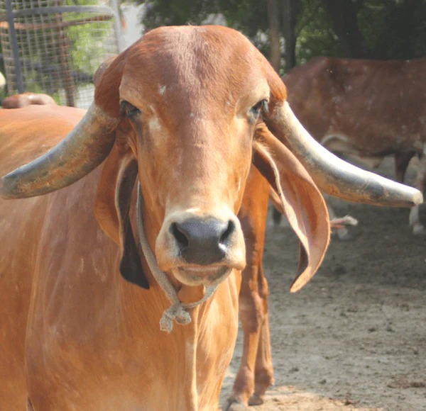 gir cow raw milk collection – how bilona a2 ghee is made from desi cows